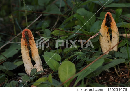 天然蘑菇“Kaninotsume”就是這種形式的蘑菇。地下沒有埋螃蟹。 天然蘑菇“Kaninotsume”就是這種形式的蘑菇。地下沒有埋螃蟹。 120231076