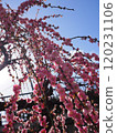 在藍天的桃紅色李子開花 120231106