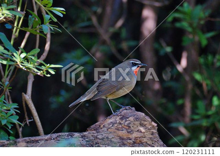 諾戈瑪凝視著樹 120231111