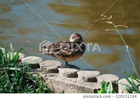 A teal looking around A teal looking around 120231184