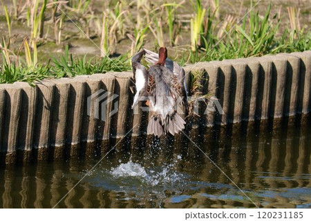 Ducks jumping up Ducks jumping up 120231185