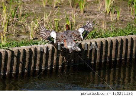 A duck flapping its wings with all its might A duck flapping its wings with all its might 120231186