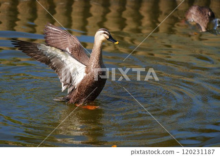 A mallard duck about to take off A mallard duck about to take off 120231187