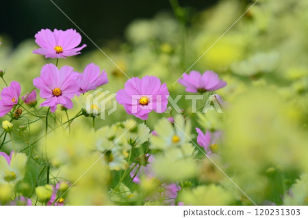 黃色的校園田野綻放著粉紅色的波斯菊 黃色的校園田野綻放著粉紅色的波斯菊 120231303