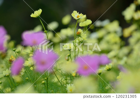 黃色的校園田野綻放著粉紅色的波斯菊 黃色的校園田野綻放著粉紅色的波斯菊 120231305