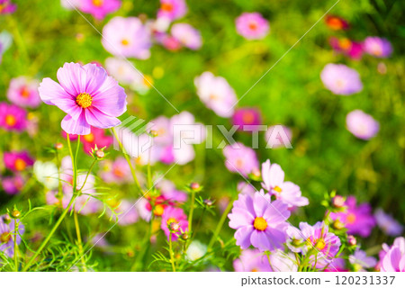 Pink cosmos blooming in the cosmos field 120231337