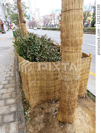 trees in the city 120231386