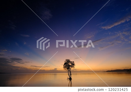 Cress rays and a mangrove tree 120231425