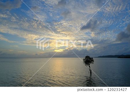 Autumn clouds and a mangrove tree 120231427