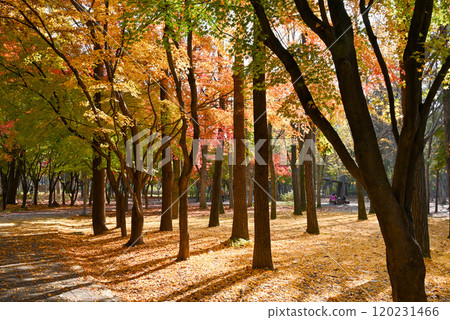 Beautiful autumn foliage at Baien Civic Forest [Seoul, Korea] 120231466