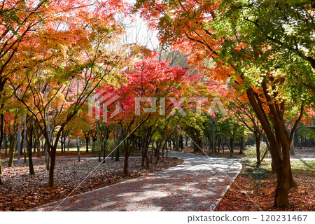 Beautiful autumn foliage at Baien Civic Forest [Seoul, Korea] 120231467
