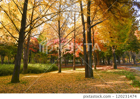 Beautiful autumn foliage at Baien Civic Forest [Seoul, Korea] 120231474