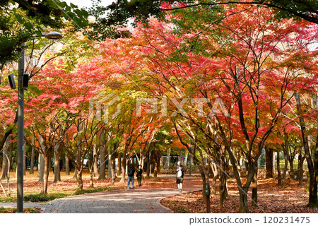 Beautiful autumn foliage at Baien Civic Forest [Seoul, Korea] 120231475