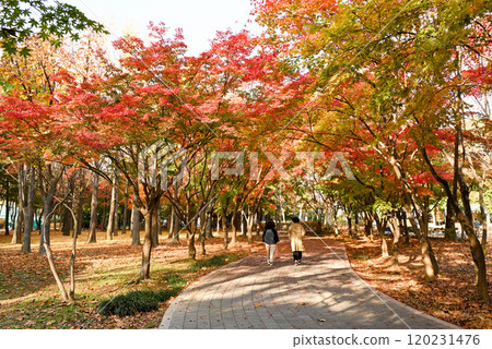 Beautiful autumn foliage at Baien Civic Forest [Seoul, Korea] 120231476