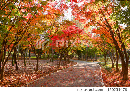 Beautiful autumn foliage at Baien Civic Forest [Seoul, Korea] 120231478
