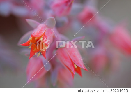 Ecarbelia flowers 120231623