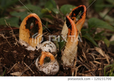 天然菇，蟹菇，從幼菌到老菌。當細菌變老時，它看起來像蟹爪，如果你仔細觀察，你會在前景看到一根三叉桿... 120231700