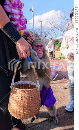 [Atami/Atami Castle] Atami Castle's specialty, the monkey show 120231774
