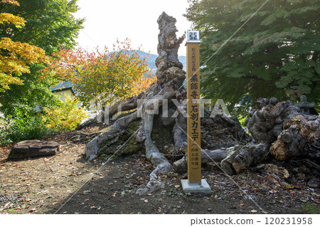 青森縣黑石市藥師寺的石割楓 120231958