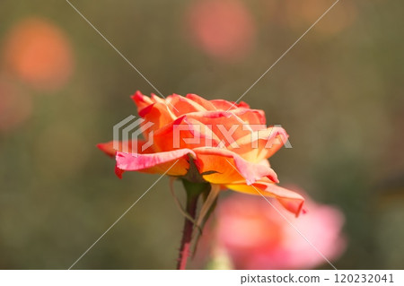 橙色玫瑰花 120232041