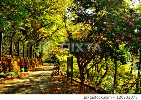 Lake Okutama Recreation Path: Autumn foliage 120232075