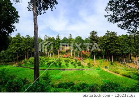 東京青梅市春天霞之丘自然公園 120232162