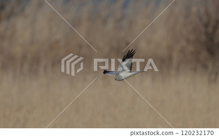 Male Hen Harrier flying around the reed bed 120232170