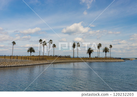 海濱公園和棕櫚樹（大分縣大分市田浦海灘） 120232203