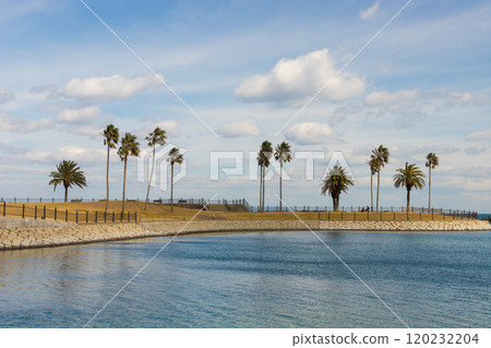 海濱公園和棕櫚樹（大分縣大分市田浦海灘） 120232204