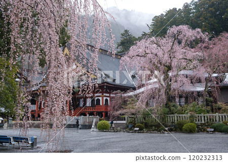 身延山久遠寺的垂枝櫻花 120232313