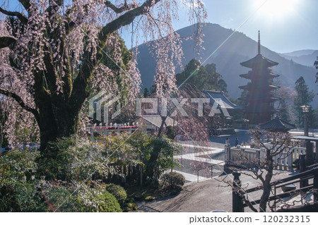 身延山久遠寺的垂枝櫻花 120232315