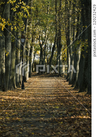 Scenic autumn pathway lined with tall trees creating a serene, peaceful setting Scenic autumn pathway lined with tall trees creating a serene, peaceful setting 120232429