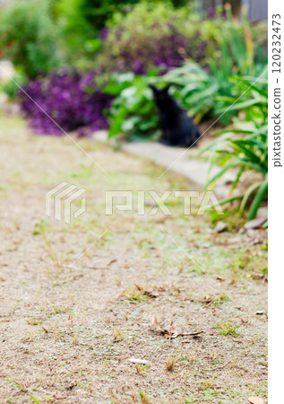 A scene of a discarded cigarette lying in a park with a black cat A scene of a discarded cigarette lying in a park with a black cat 120232473