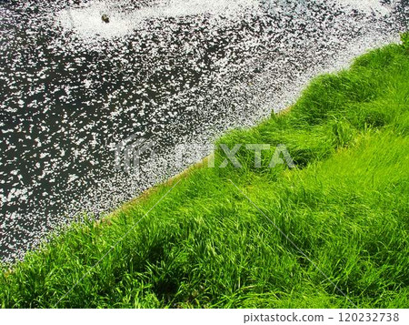 A river landscape with grass growing on the bank and fallen cherry blossom petals flowing along the river A river landscape with grass growing on the bank and fallen cherry blossom petals flowing along the river 120232738