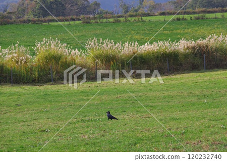 A crow walking through the grassland A crow walking through the grassland 120232740