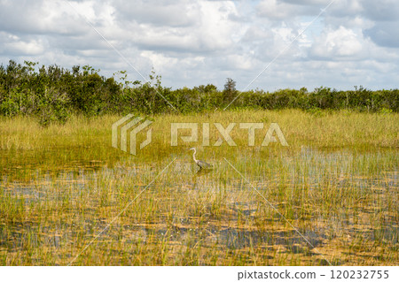 A Great Blue Heron roaming Shark Valley in Everglades National Park, Florida. A Great Blue Heron roaming Shark Valley in Everglades National Park, Florida. 120232755