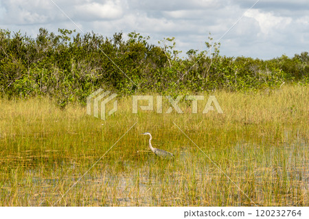 A Great Blue Heron roaming Shark Valley in Everglades National Park, Florida. A Great Blue Heron roaming Shark Valley in Everglades National Park, Florida. 120232764