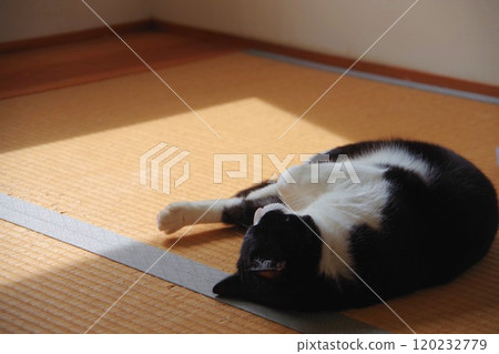 Sleeping cat 120232779