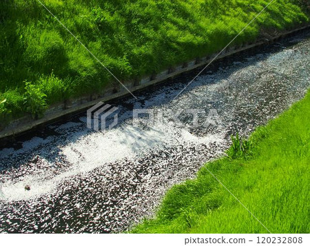 A river landscape with a bank covered with young grass and falling cherry blossom petals A river landscape with a bank covered with young grass and falling cherry blossom petals 120232808