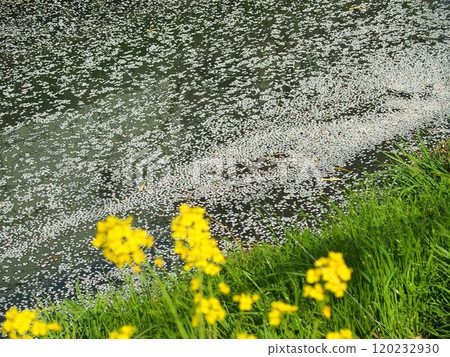 從油菜花堤看櫻花花瓣落下的河流 從油菜花堤看櫻花花瓣落下的河流 120232930