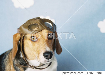Beagle wearing aviator hat and goggles 3 120232981