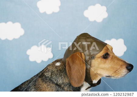 Beagle wearing aviator hat Beagle wearing aviator hat 120232987
