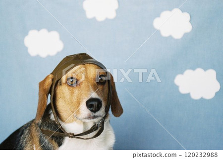 Beagle 2 wearing a flight cap Beagle 2 wearing a flight cap 120232988