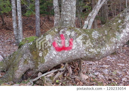 倒下的樹上寫著紅色的「山」字 倒下的樹上寫著紅色的「山」字 120233054