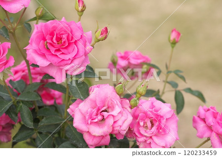 粉紅色的玫瑰花 粉紅色的玫瑰花 120233459
