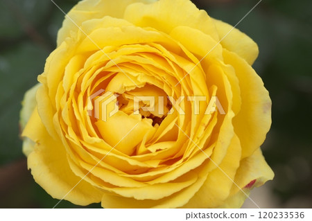 Yellow rose flower 120233536