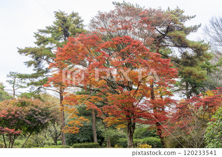 Akagi Nature Park, Autumn leaves, Gunma Prefecture 120233541