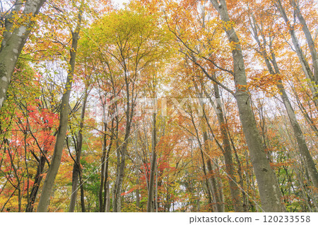 Akagi Nature Park, Autumn leaves, Gunma Prefecture 120233558