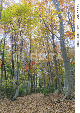 赤城自然公園 秋葉 群馬縣 赤城自然公園 秋葉 群馬縣 120233559