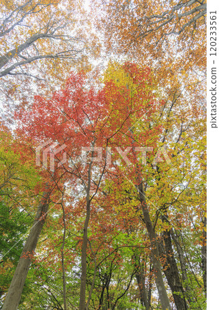 赤城自然公園 秋葉 群馬縣 120233561